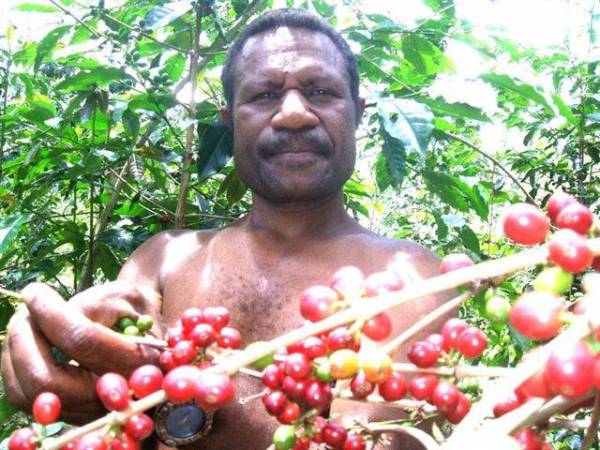 Man from Goroka picking red cherries from coffee plants