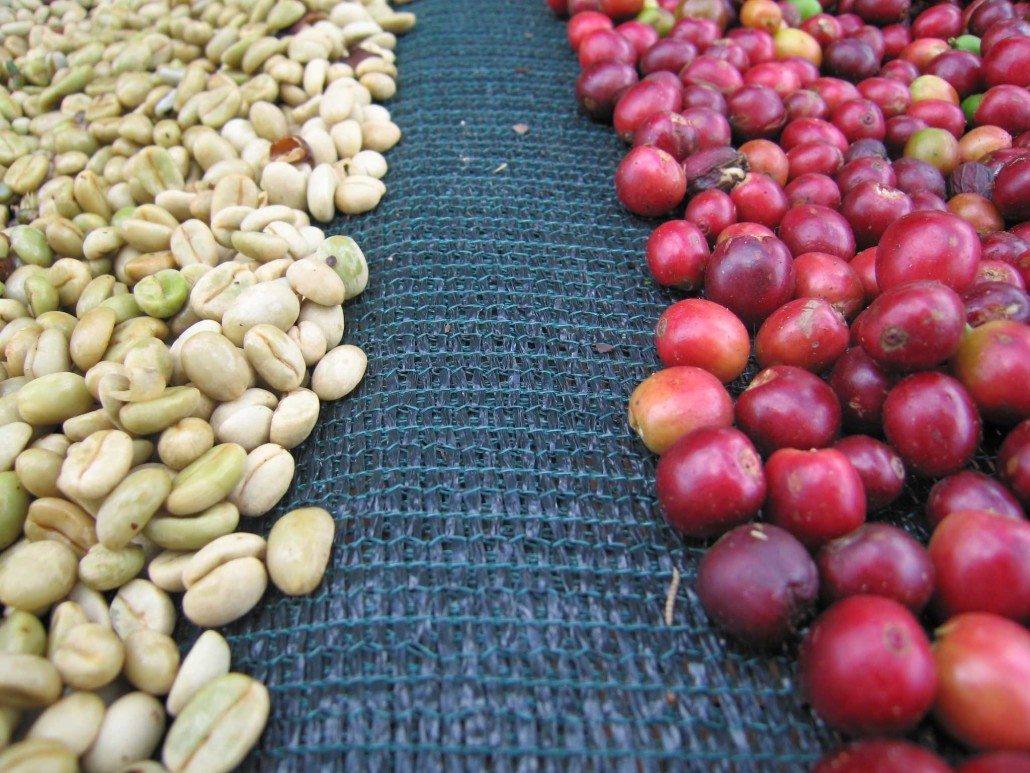 Guatemala-green-cherry