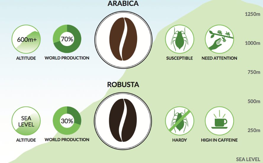 The difference between Arabica and Robusta coffee beans.