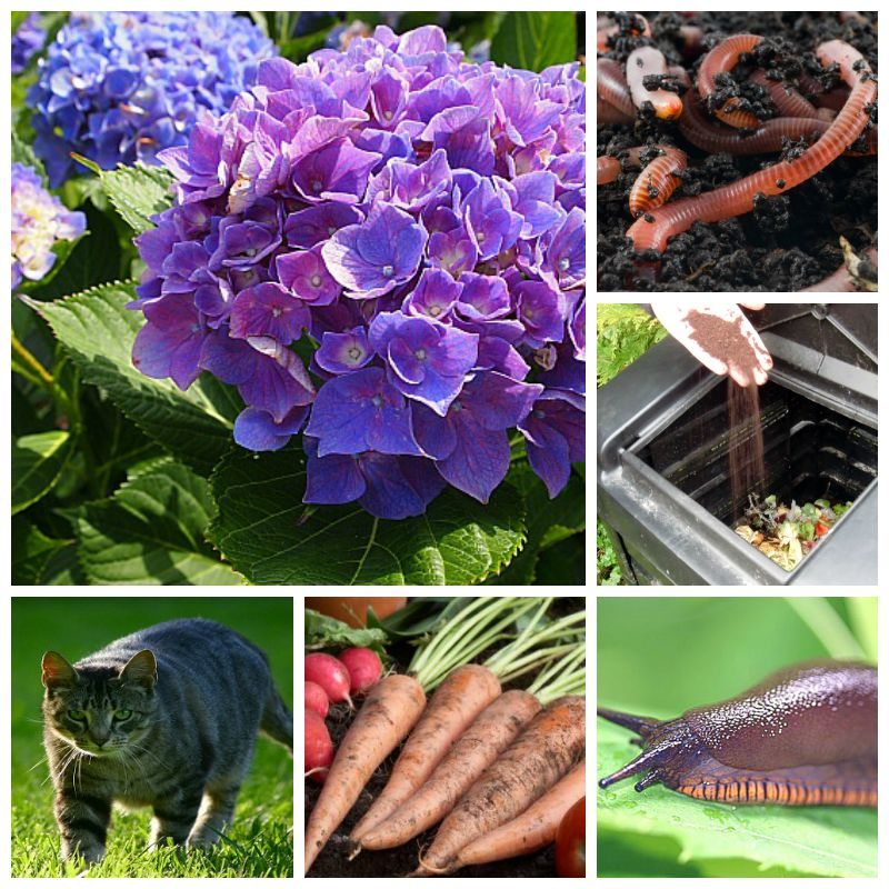 Gardening Ideas for Recycled Coffee Grounds