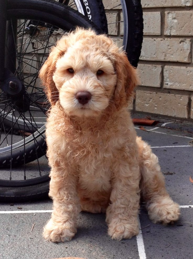Cute Puppy with NO Fleas!