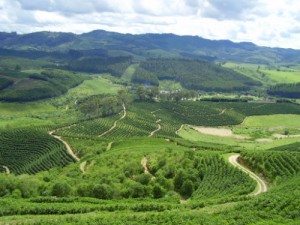 High altitude coffee plantation