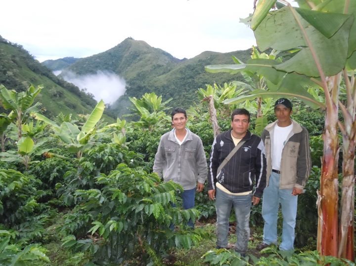 High altitude coffee plantation