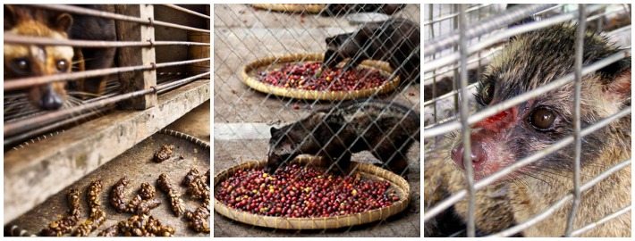 Civet cats in captivity living in appalling conditions and being force-fed ripe red coffee cherries