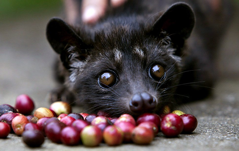 Baby Luwak tempted by red coffee cherries