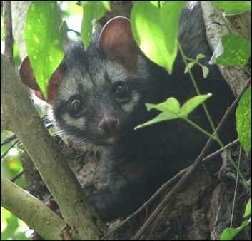 Wild civet cat in its natural habitat