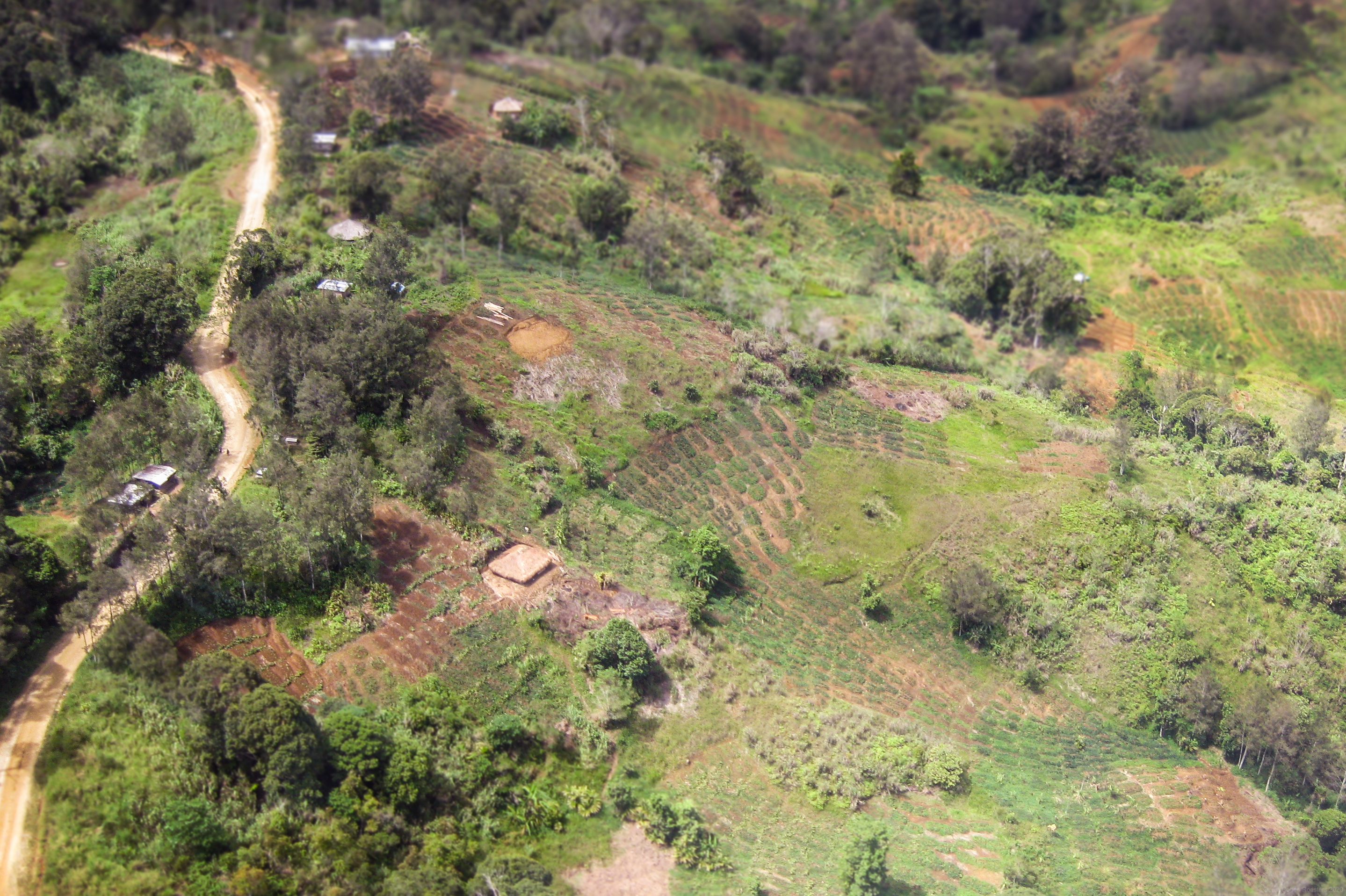A small PNG highlands village with various crops used to earn an income for family owners.
