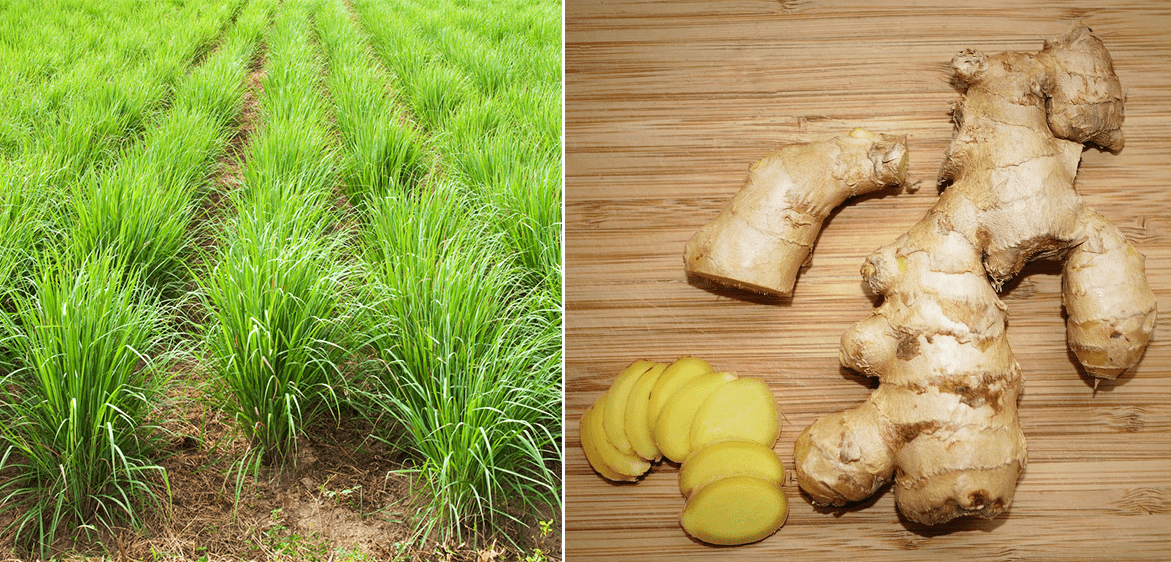 Lemongrass farm, and ginger, used to make Lemongrass and ginger tea. Lemongrass farm, and ginger, used to make Lemongrass and ginger tea.
