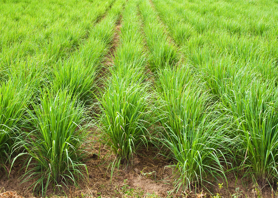 Lemongrass Farm for Lemongrass Tea