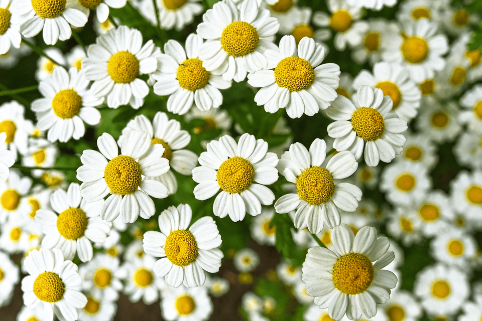 Chamomile flowers used to make Chamomile Tea