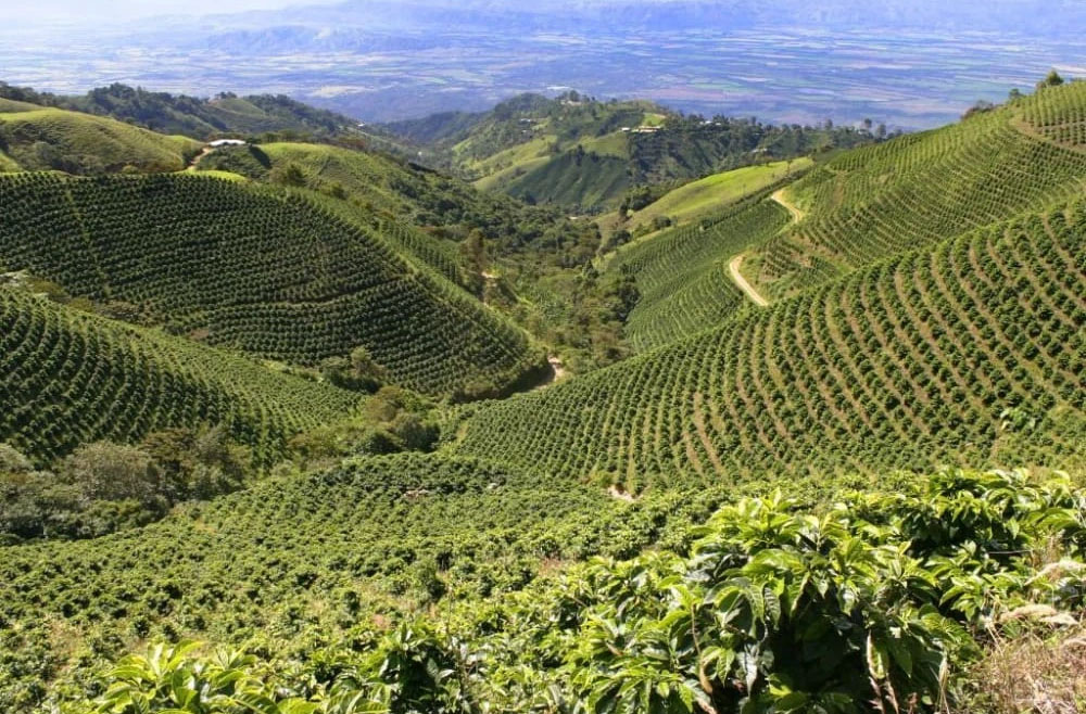 Coffee plantations in Colombia's Tolima mountain valleys