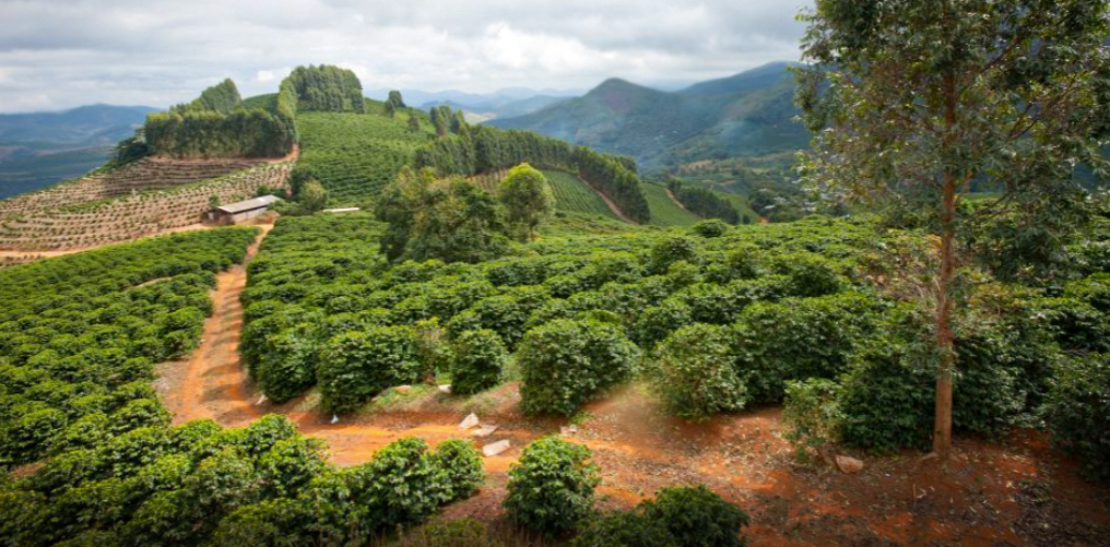 Fazendas Dutra coffee plantation in Matas de Minas, Brazil