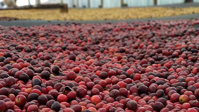 Brazil Fazendas Dutra coffee cherries ready for processing